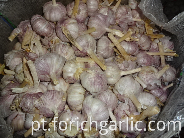 2019 Fresh Normal Garlic